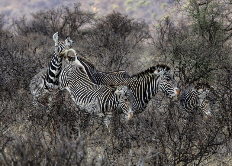 Zhang Rucui - African-zebra